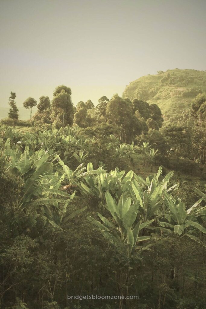 Verdant tropical plants and leafy banana trees bask in soft morning light, reflecting abundance, renewal, and the nurturing of self discipline through healthy daily routines.
