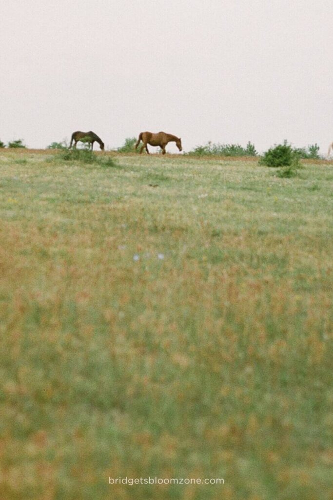 Two horses graze peacefully on a grassy field beneath an open sky, symbolizing the calm and steady progress of self improvement and personal discipline.